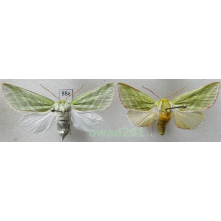 Pseudoips prasinana (Linnaeus, 1758) pair Poland88e